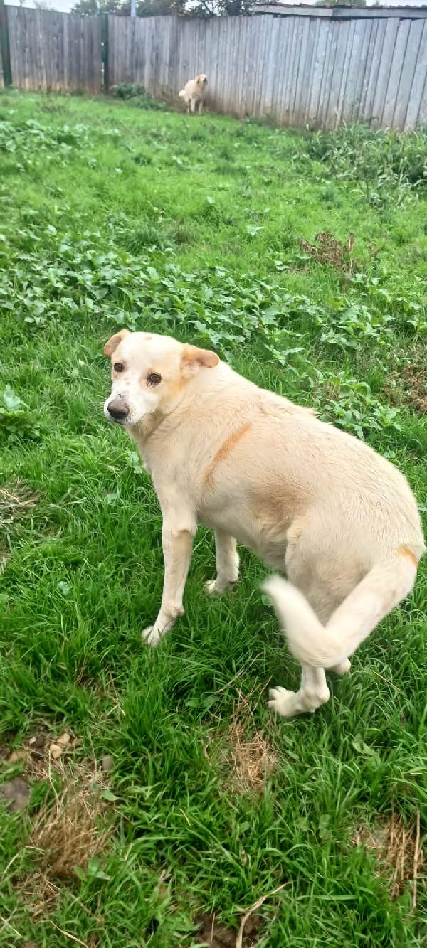 Snoopa, adozione del cuore; adorabile taglia media del 2019 Foto 4